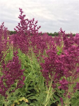 Salvia nem. 'Schwellenburg' geen maat specificatie 0,55L/P9cm