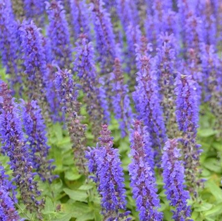 Salvia nem. Sensation Deep Blue geen maat specificatie 0,55L/P9cm - afbeelding 1