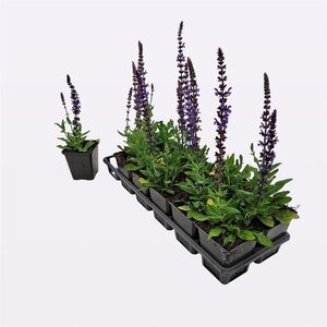 Salvia nem. Sensation Deep Blue geen maat specificatie 0,55L/P9cm
