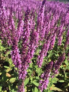 Salvia nem. Sensation Deep Rose geen maat specificatie 0,55L/P9cm