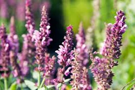 Salvia nem. Sensation Deep Rose geen maat specificatie 0,55L/P9cm - afbeelding 2