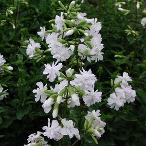 Saponaria officinalis 'Alba Plena' geen maat specificatie 0,55L/P9cm