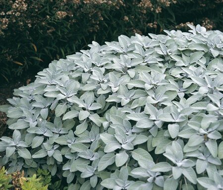 Salvia off. 'Berggarten' geen maat specificatie 0,55L/P9cm - afbeelding 5