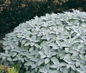 Salvia off. 'Berggarten' geen maat specificatie 0,55L/P9cm - afbeelding 5