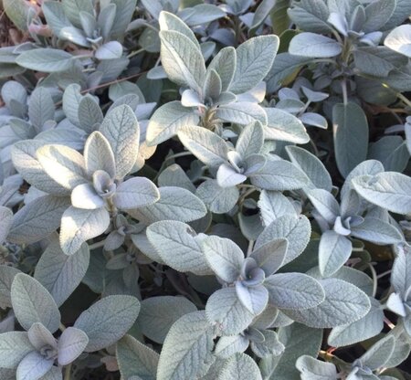 Salvia off. 'Berggarten' geen maat specificatie 0,55L/P9cm - image 1