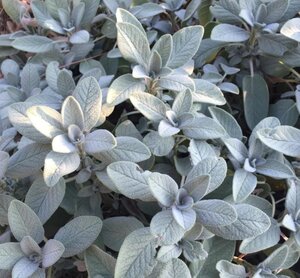 Salvia off. 'Berggarten' geen maat specificatie 0,55L/P9cm