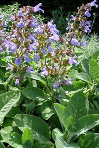 Salvia off. 'Berggarten' geen maat specificatie 0,55L/P9cm - image 6