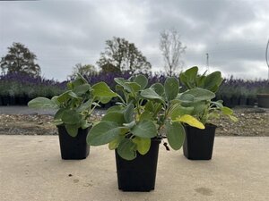 Salvia off. 'Berggarten' geen maat specificatie 0,55L/P9cm - image 6