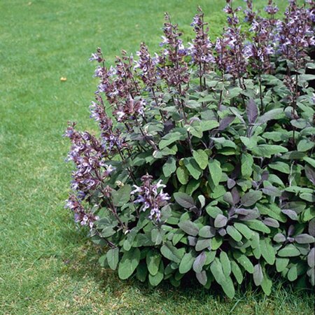 Salvia off. 'Purpurascens' geen maat specificatie 0,55L/P9cm - afbeelding 4