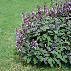 Salvia off. 'Purpurascens' geen maat specificatie 0,55L/P9cm - afbeelding 4