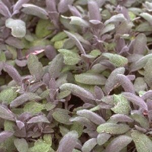 Salvia off. 'Purpurascens' geen maat specificatie 0,55L/P9cm - afbeelding 5