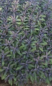 Salvia off. 'Purpurascens' geen maat specificatie 0,55L/P9cm