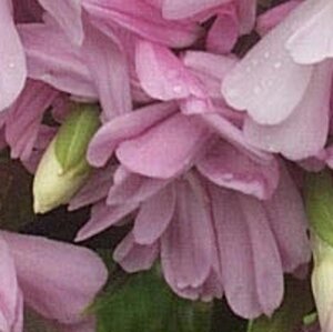 Saponaria officinalis 'Rosea Plena' geen maat specificatie 0,55L/P9cm