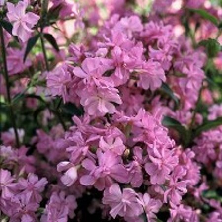 Saponaria officinalis 'Rosea Plena' geen maat specificatie 0,55L/P9cm - afbeelding 2