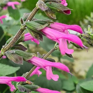 Salvia Pink Amistad geen maat specificatie 0,55L/P9cm - afbeelding 1