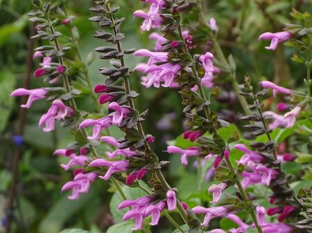 Salvia Pink Amistad geen maat specificatie 0,55L/P9cm - afbeelding 2