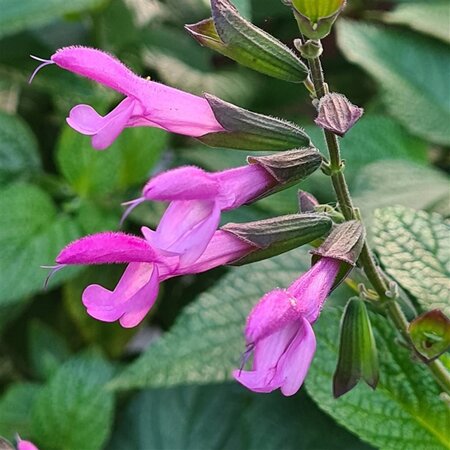 Salvia Pink Amistad geen maat specificatie 0,55L/P9cm - afbeelding 3