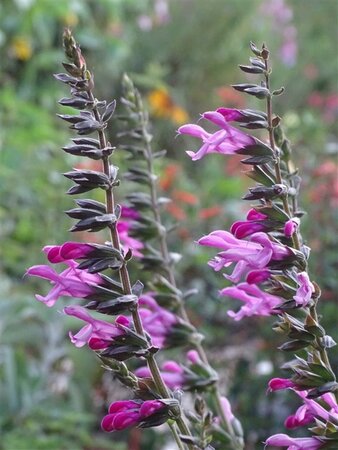 Salvia Pink Amistad geen maat specificatie 0,55L/P9cm - afbeelding 4