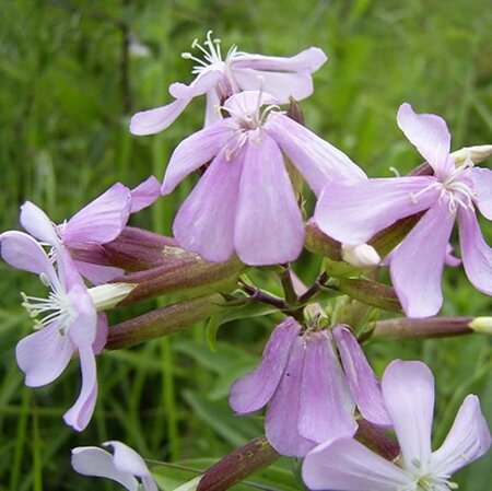 Saponaria officinalis geen maat specificatie 0,55L/P9cm - afbeelding 1