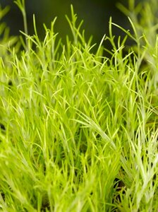 Sagina subulata 'Aurea' geen maat specificatie 0,55L/P9cm - afbeelding 2