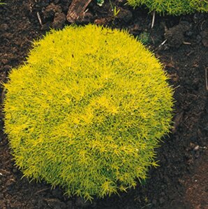 Sagina subulata 'Aurea' geen maat specificatie 0,55L/P9cm - afbeelding 3