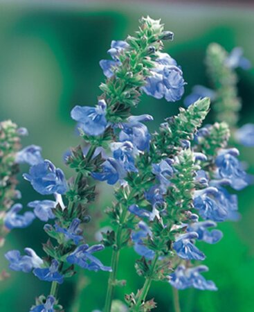Salvia uliginosa geen maat specificatie 0,55L/P9cm - afbeelding 1