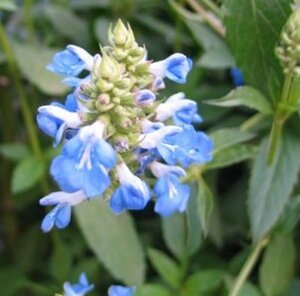 Salvia uliginosa geen maat specificatie 0,55L/P9cm - afbeelding 2