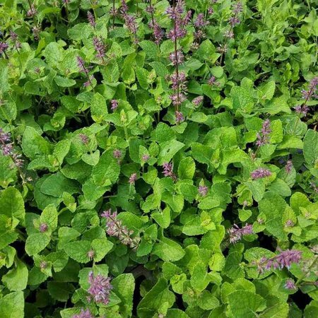 Salvia vert. 'Endless Love' geen maat specificatie 0,55L/P9cm