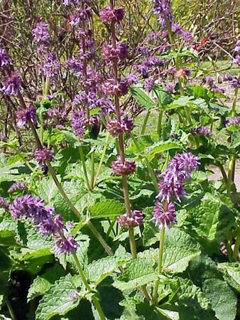 Salvia verticillata geen maat specificatie 0,55L/P9cm