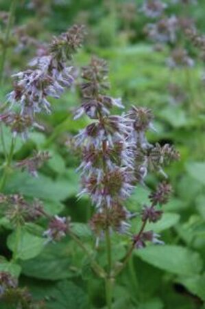 Salvia vert. 'Hannay's Blue' geen maat specificatie 0,55L/P9cm - afbeelding 1