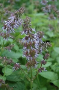 Salvia vert. 'Hannay's Blue' geen maat specificatie 0,55L/P9cm - afbeelding 1