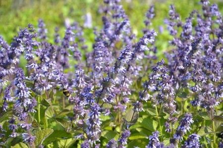 Salvia vert. 'Hannay's Blue' geen maat specificatie 0,55L/P9cm - afbeelding 1