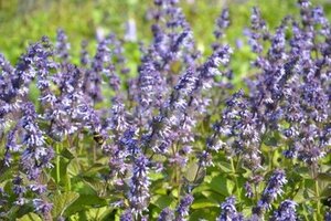 Salvia vert. 'Hannay's Blue' geen maat specificatie 0,55L/P9cm - afbeelding 1
