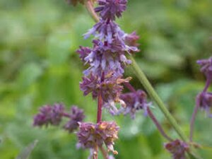 Salvia vert. 'Hannay's Blue' geen maat specificatie 0,55L/P9cm - afbeelding 2