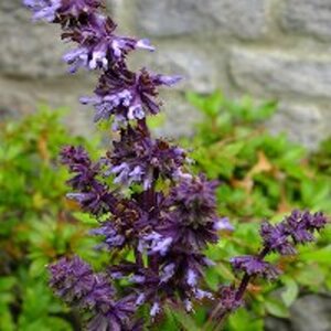 Salvia vert. 'Hannay's Blue' geen maat specificatie 0,55L/P9cm - afbeelding 4