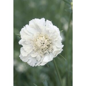 Scabiosa cauc. 'Miss Willmott' geen maat specificatie 0,55L/P9cm