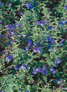 Scutellaria scordiifolia geen maat specificatie 0,55L/P9cm