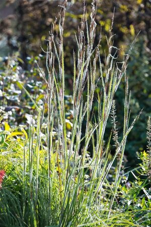 Schizachyrium sc. 'Ha Ha Tonka' geen maat specificatie 0,55L/P9cm - afbeelding 1