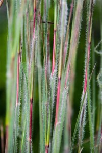 Schizachyrium sc. 'Ha Ha Tonka' geen maat specificatie 0,55L/P9cm - afbeelding 2