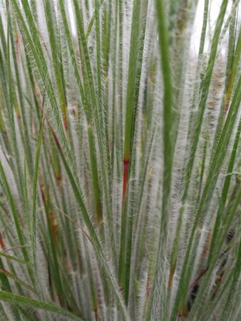 Schizachyrium sc. 'Ha Ha Tonka' geen maat specificatie 0,55L/P9cm