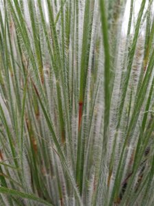 Schizachyrium sc. 'Ha Ha Tonka' geen maat specificatie 0,55L/P9cm