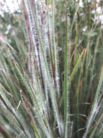 Schizachyrium sc. 'Ha Ha Tonka' geen maat specificatie 0,55L/P9cm - image 3