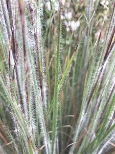 Schizachyrium sc. 'Ha Ha Tonka' geen maat specificatie 0,55L/P9cm - image 3
