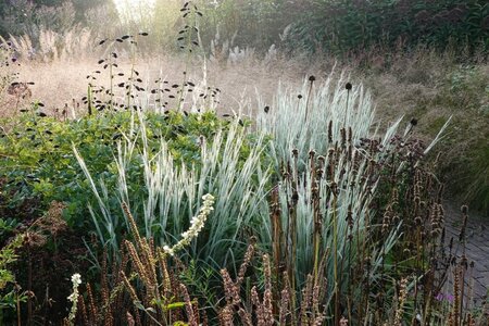 Schizachyrium sc. 'Ha Ha Tonka' geen maat specificatie 0,55L/P9cm - image 4
