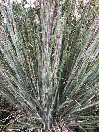 Schizachyrium sc. 'Ha Ha Tonka' geen maat specificatie 0,55L/P9cm - image 7