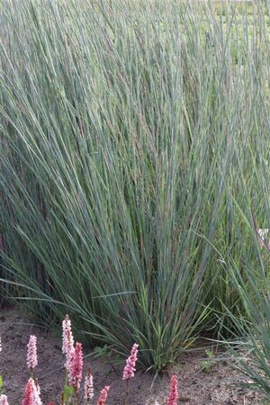 Schizachyrium sc. 'Prairie Blues' geen maat specificatie 0,55L/P9cm - afbeelding 1