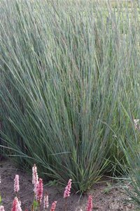 Schizachyrium sc. 'Prairie Blues' geen maat specificatie 0,55L/P9cm - afbeelding 1