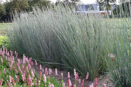 Schizachyrium sc. 'Prairie Blues' geen maat specificatie 0,55L/P9cm - afbeelding 2