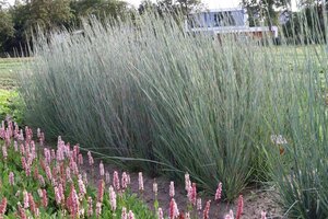 Schizachyrium sc. 'Prairie Blues' geen maat specificatie 0,55L/P9cm - afbeelding 2