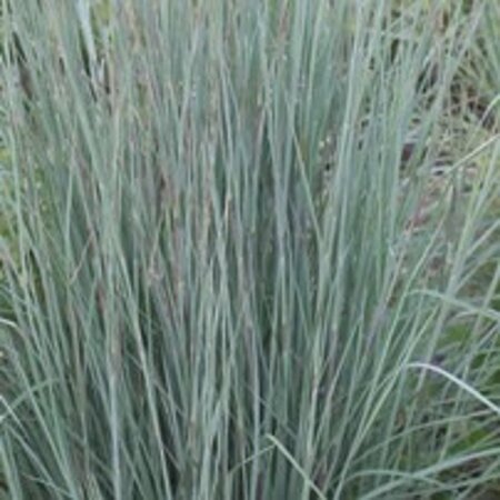 Schizachyrium sc. 'Prairie Blues' geen maat specificatie 0,55L/P9cm